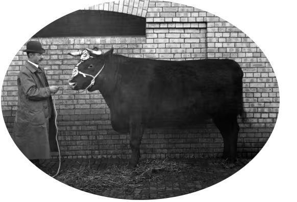 A black and white photo of a man and his prize bull.