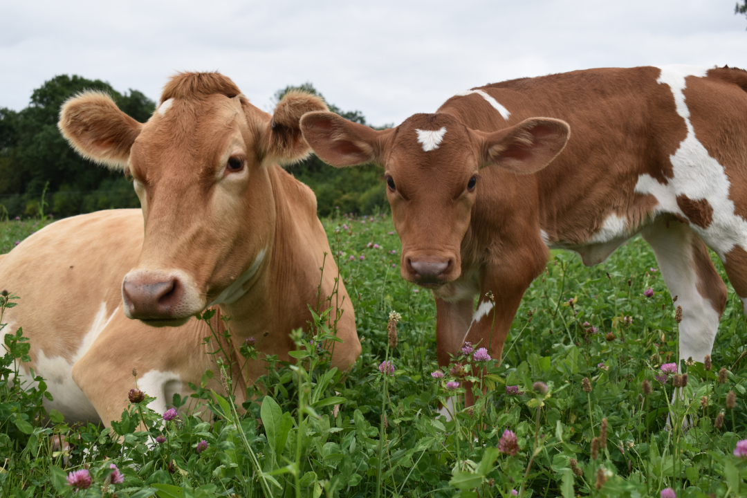 A photo of two Ahimza cows in a wild-flower meadow at the Turners of Bytham Farm.
