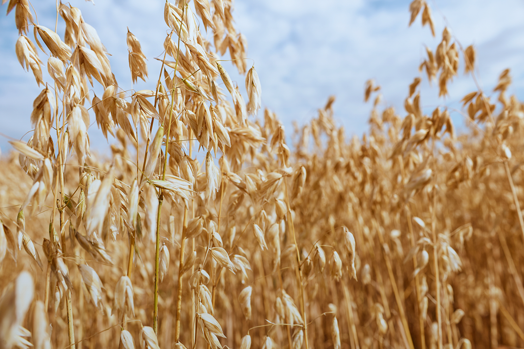 A close-up image of oats in a field.
